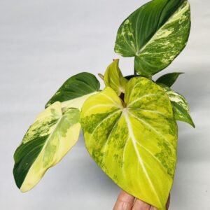 1119 Variegated Philodendron gloriosum type 2