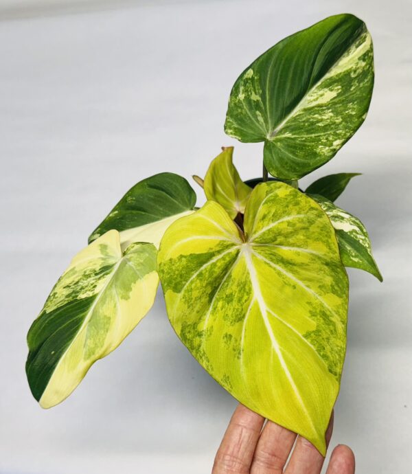 1119 Variegated Philodendron gloriosum type 2