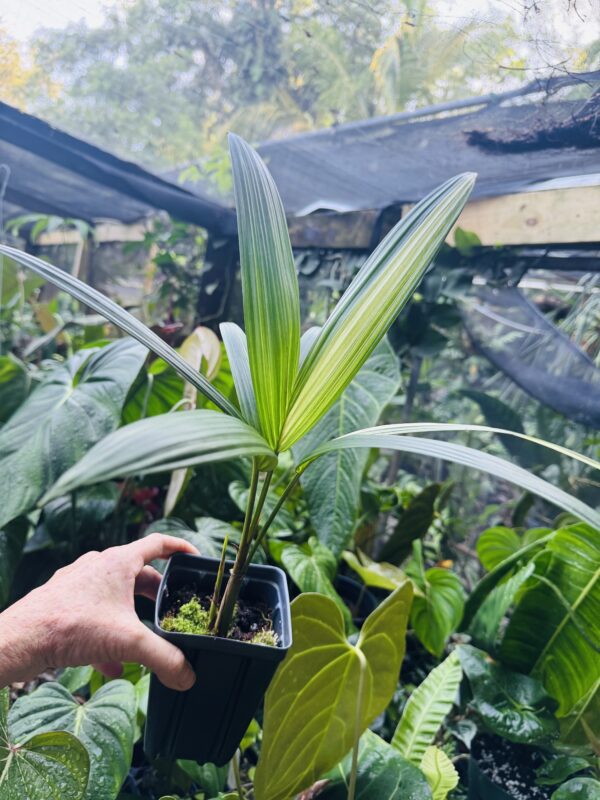 1097 Variegated Red sealing wax palm - Cyrtostachys renda - Image 2