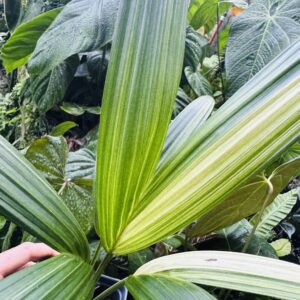 1097 Variegated Red sealing wax palm - Cyrtostachys renda