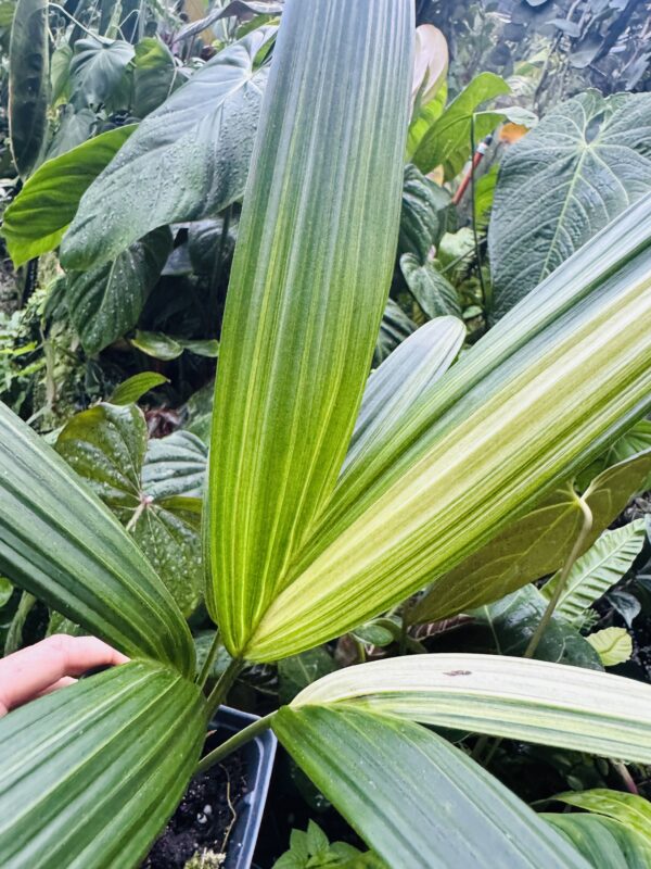 1097 Variegated Red sealing wax palm - Cyrtostachys renda