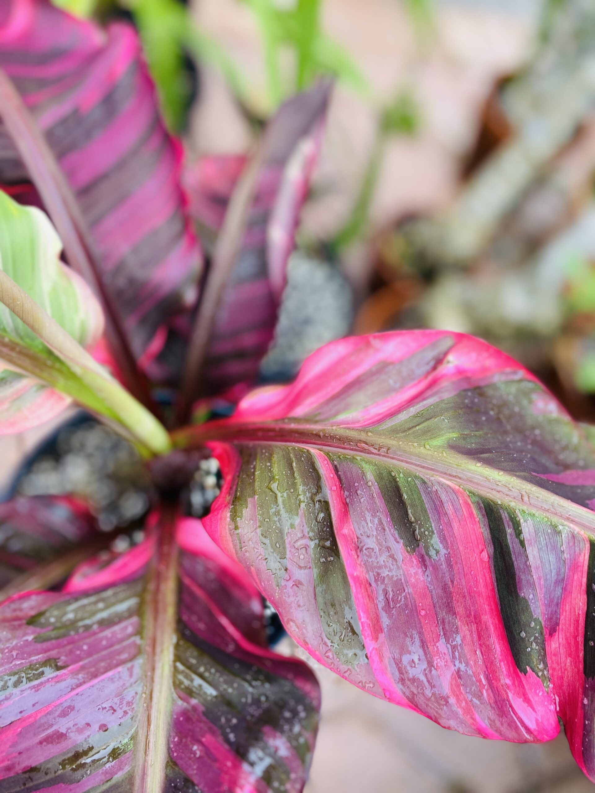 Hot pink Musa 'Nono' variegated banana