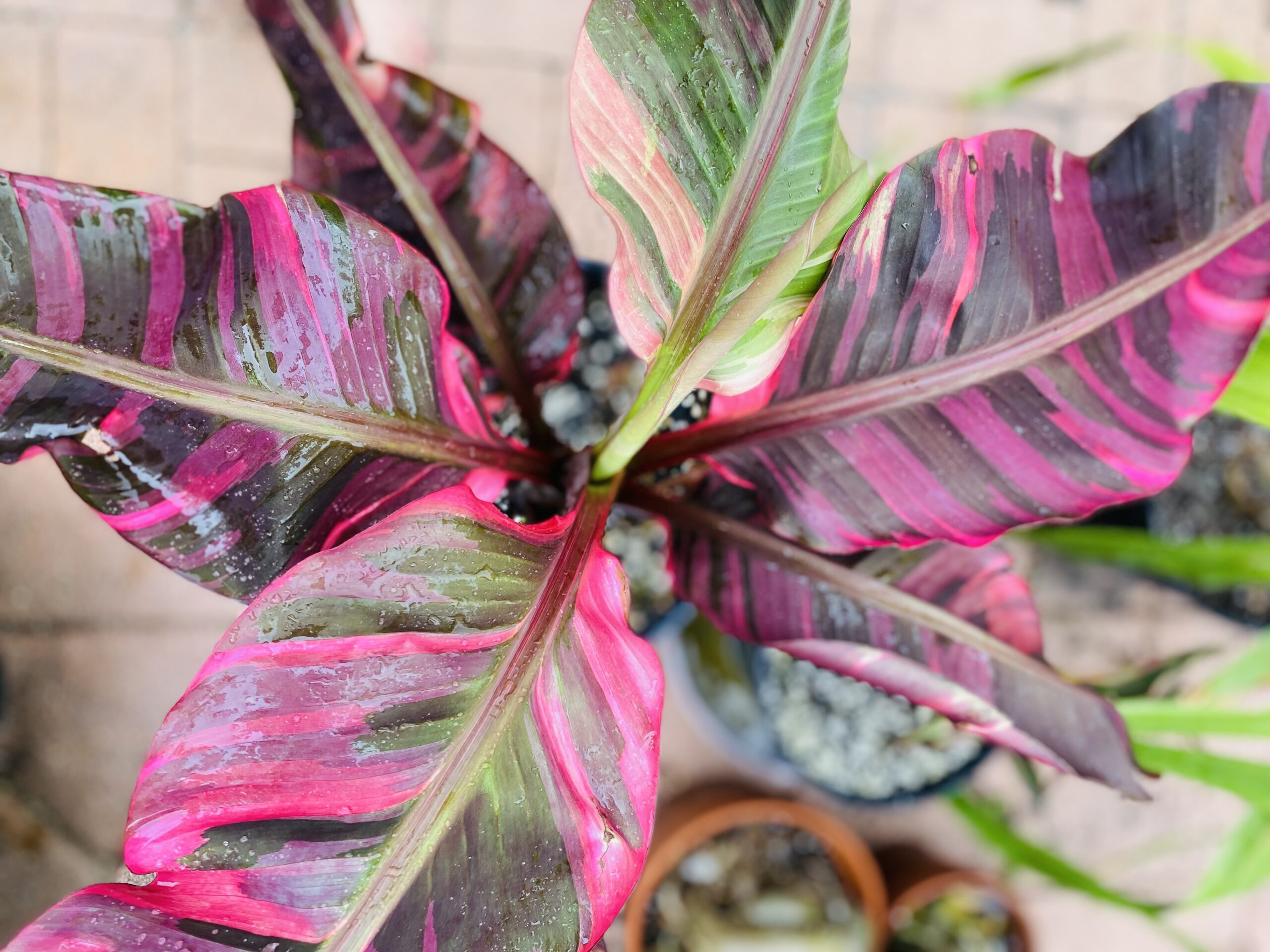 Hot pink Musa 'Nono' variegated banana