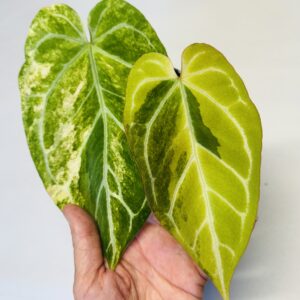 Variegated Anthurium crystallinum hybrid