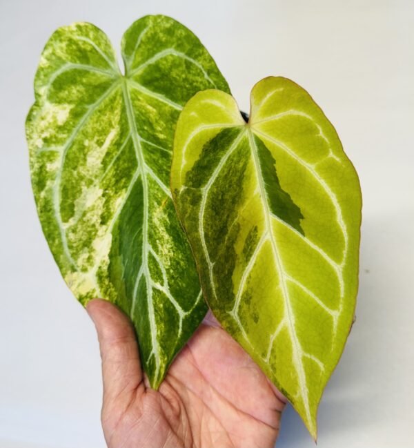 Variegated Anthurium crystallinum hybrid