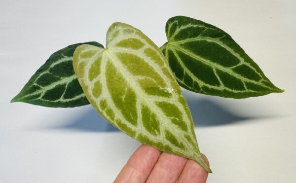 1135 Anthurium Fairchild crystallinum - Image 2