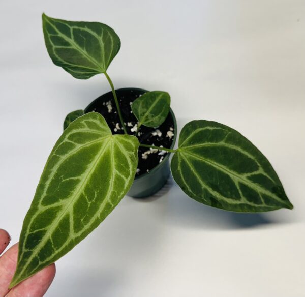 1132 Anthurium Fairchild crystallinum - Image 2