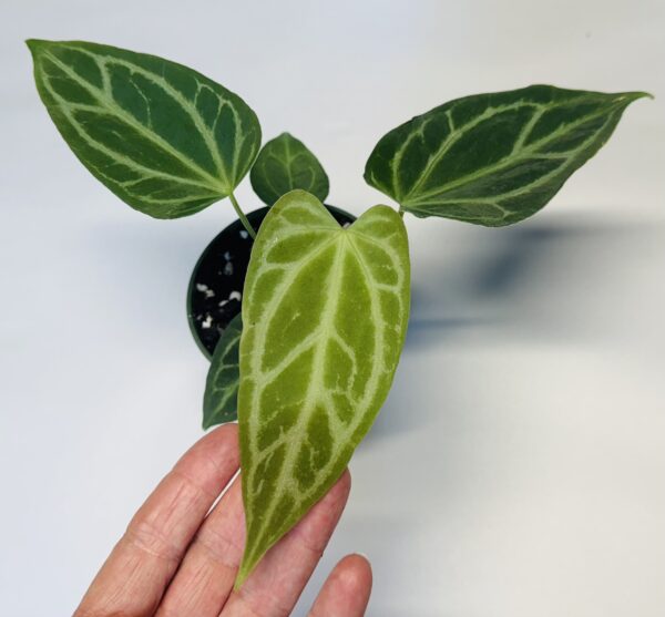 1136 Anthurium Fairchild crystallinum - Image 2