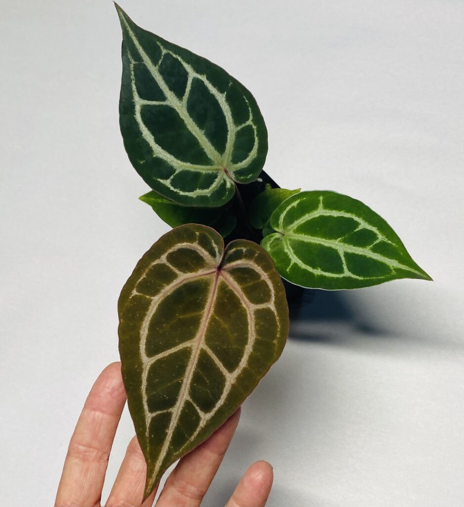 Anthurium NSE red crystallinum seedling NSE Tropicals