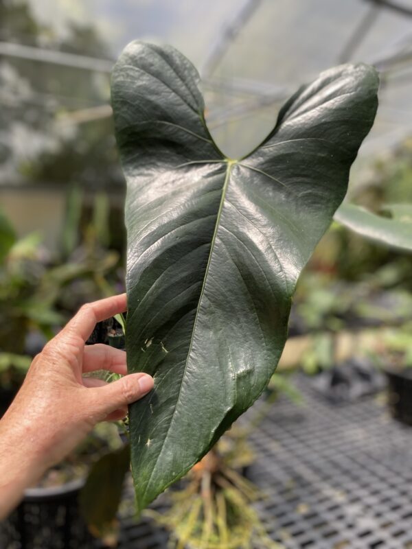 Anthurium nigrolaminum 'Gigi'