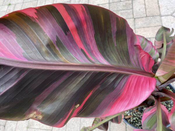 Hot pink Musa 'Nono' variegated banana - Image 3