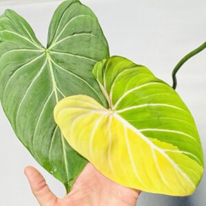 Variegated Philodendron gloriosum OG type 1