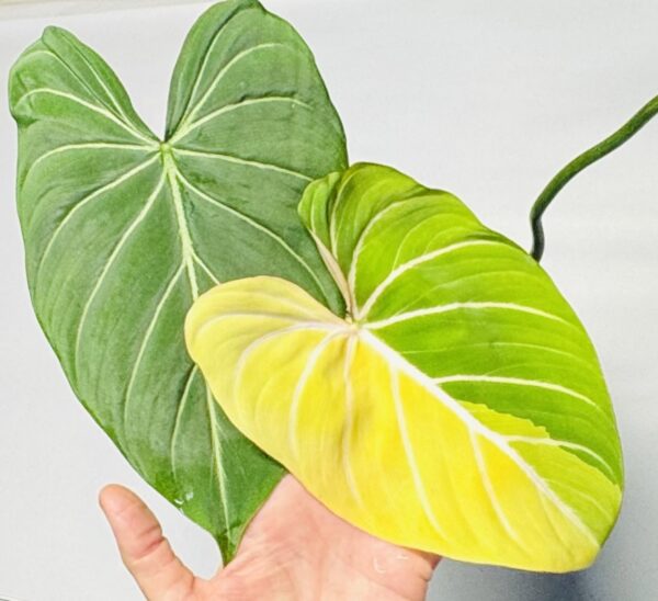 Variegated Philodendron gloriosum OG type 1