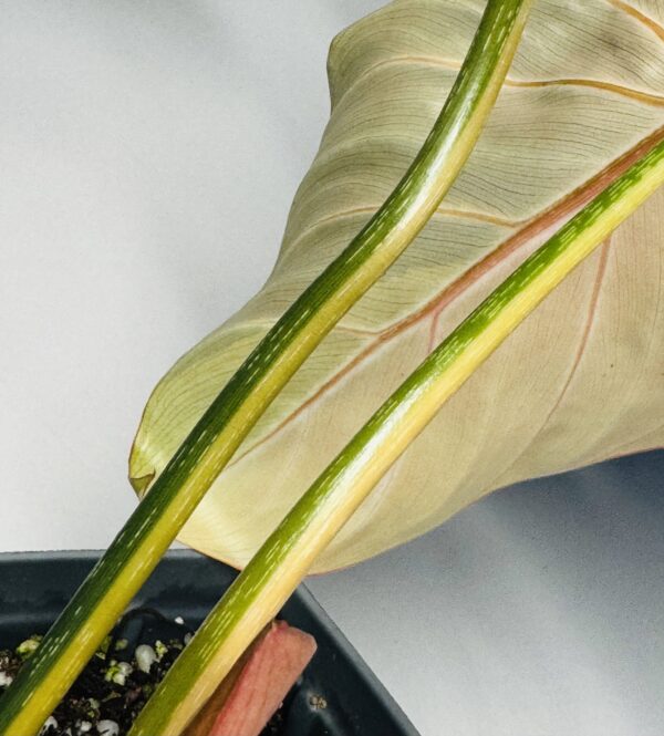 Variegated Philodendron gloriosum OG type 1 - Image 2