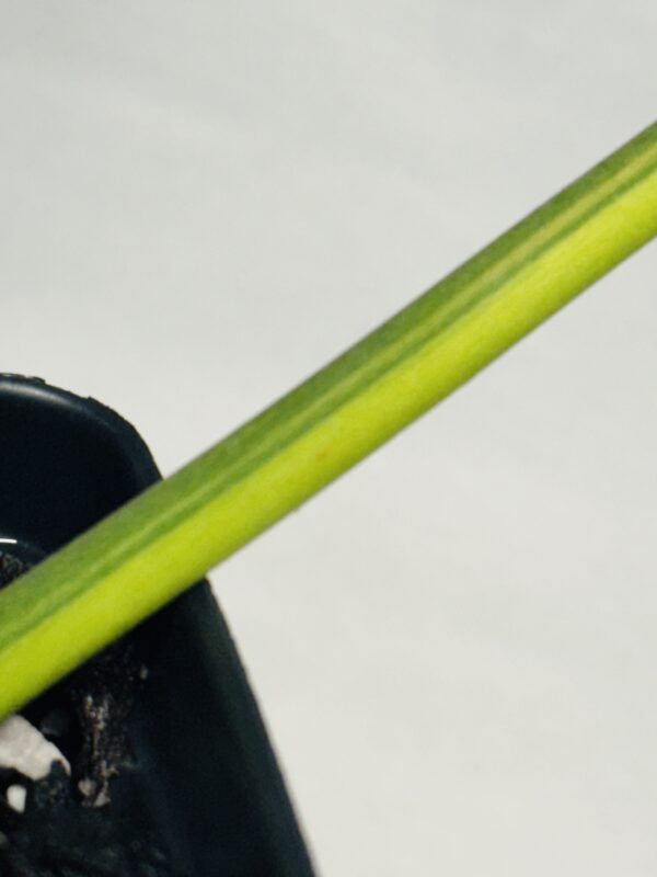 Variegated Philodendron gloriosum OG type 1 - Image 3