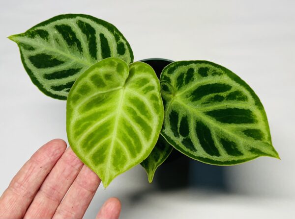 Anthurium dorayaki