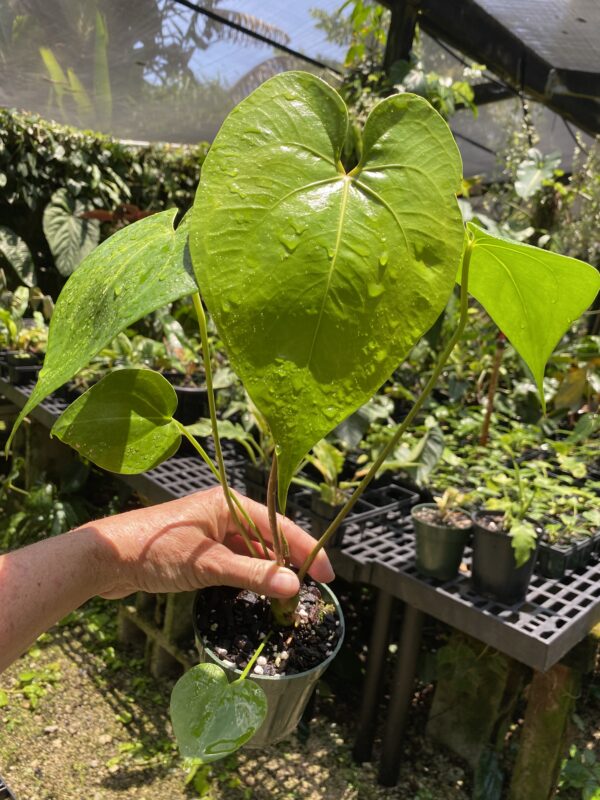 Anthurium faustomirandae