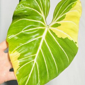 Variegated Philodendron gloriosum OG type 1