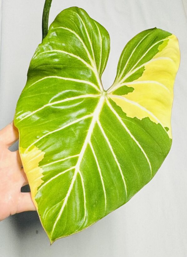 Variegated Philodendron gloriosum OG type 1