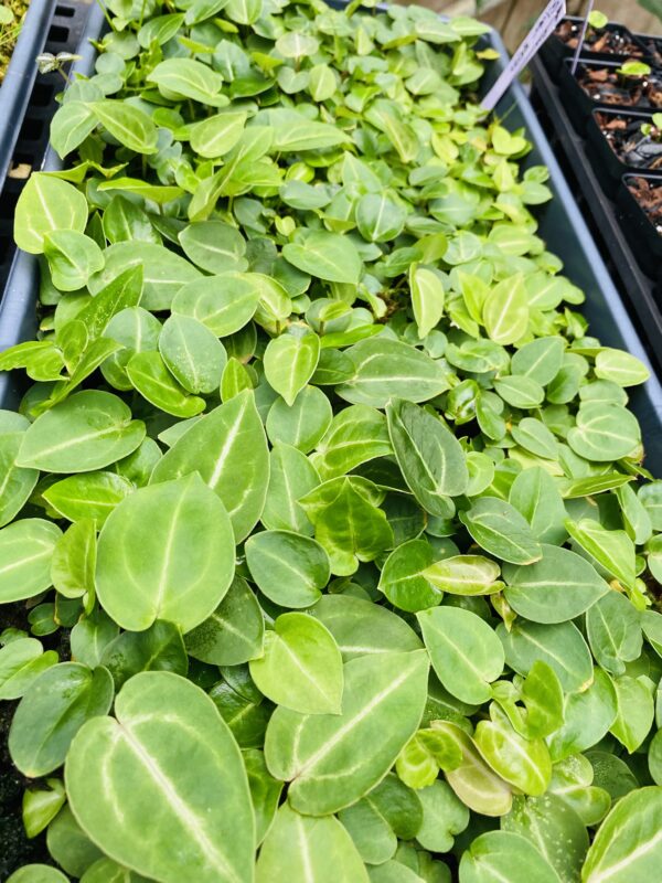 5 pack small seedlings Anthurium Silver Crystallinum