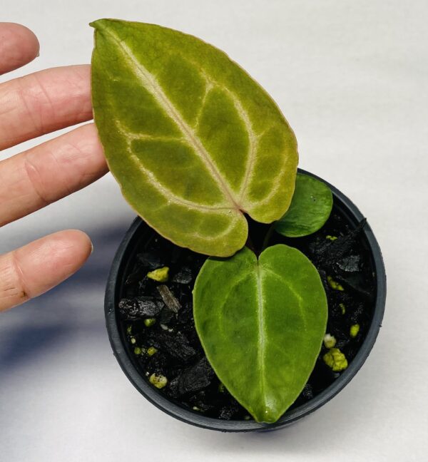 Anthurium Silver Crystallinum seedling - Image 2