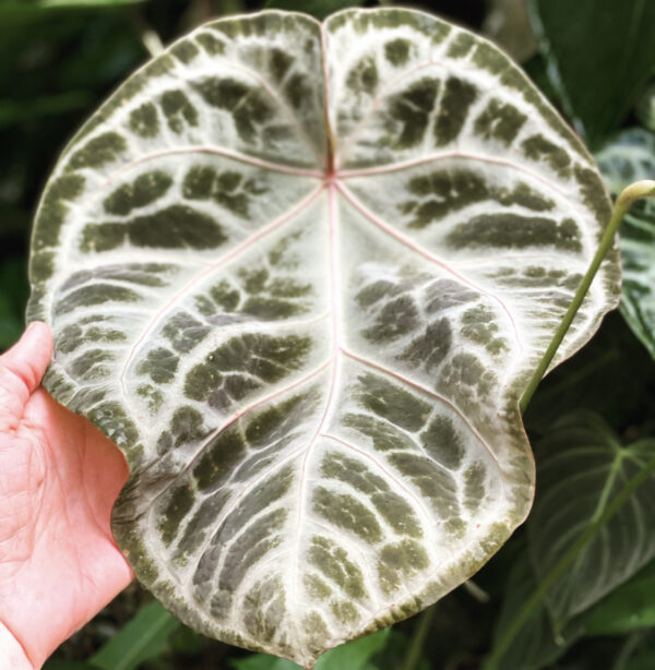 Anthurium Silver Crystallinum seedling