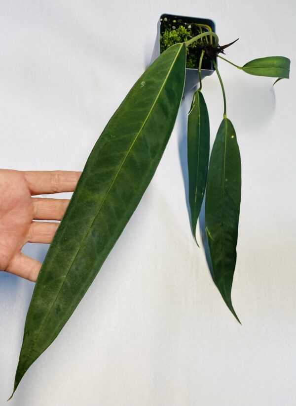 Anthurium wendlingeri x scherzerianum 'Chainsaw' - Image 5