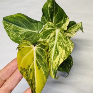 1119 Variegated Philodendron gloriosum type 2