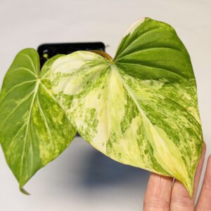 1492 Variegated Philodendron gloriosum type 2