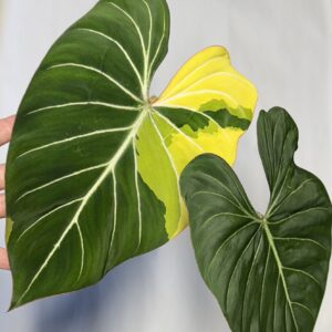 1494 Variegated Philodendron gloriosum OG type 1