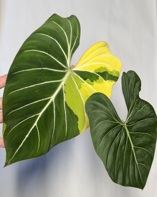 1494 Variegated Philodendron gloriosum OG type 1