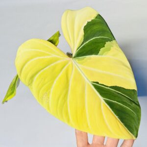 1381 Variegated Philodendron gloriosum OG type 1