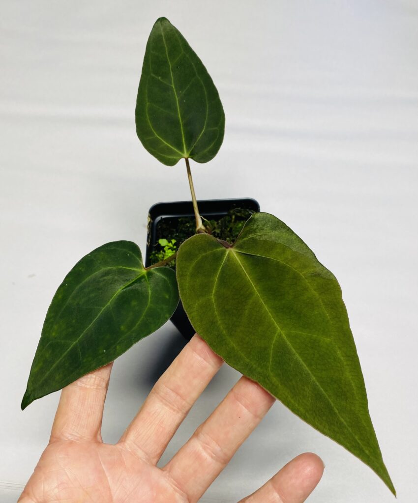 Anthurium Ace of Spades x portillae small seedling NSE Tropicals