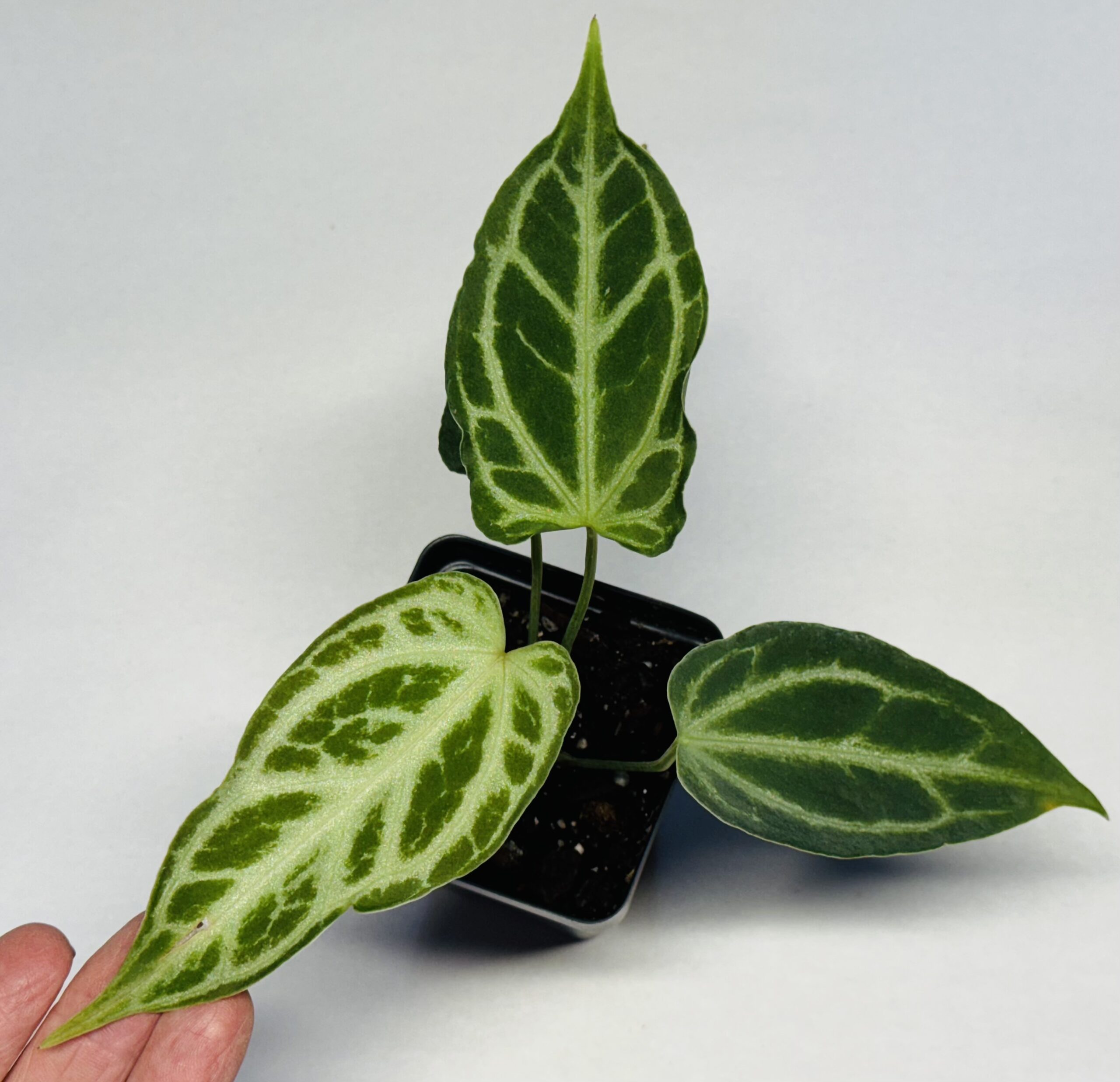 CCP アカムトルム CCP アカムトルム フィギュア 特典付き モンスターハンター モンハン