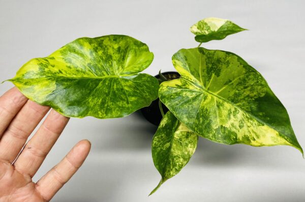 Alocasia odora aurea variegata