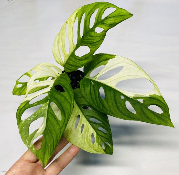 Monstera adansonii variegated