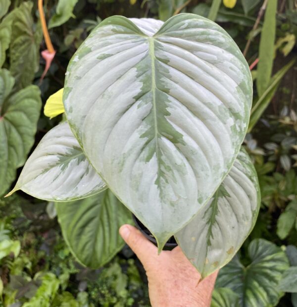 Philodendron sodiroi