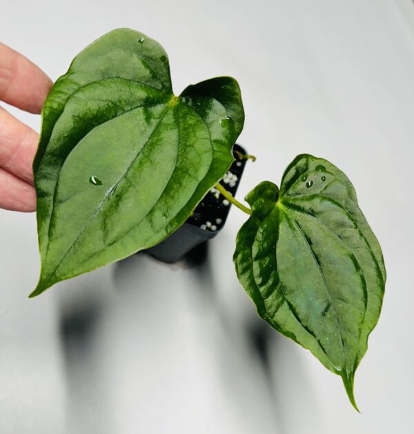 Anthurium Amy Donovan luxurians hybrid - Image 2