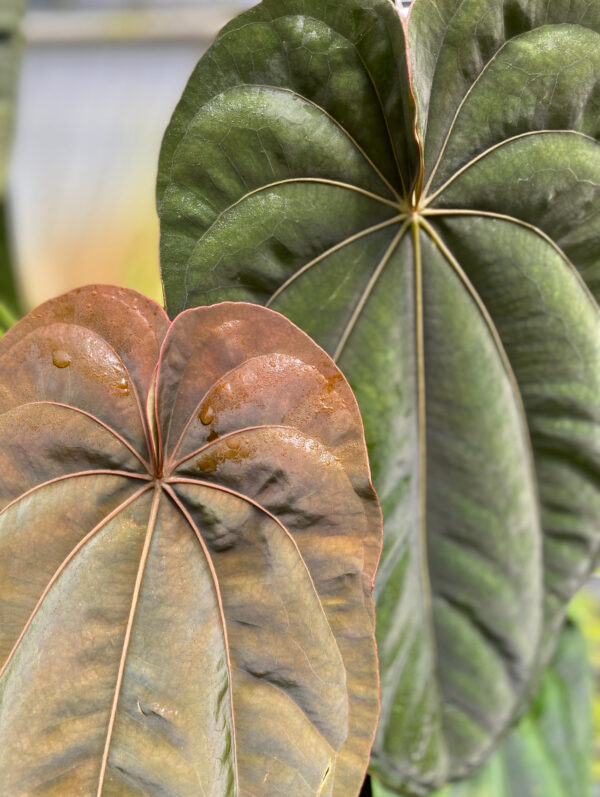 Small size Anthurium dressleri