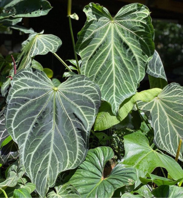 Small Anthurium Fairchild crystallinum