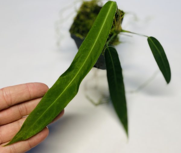 Anthurium pallidiiflorum - Image 2