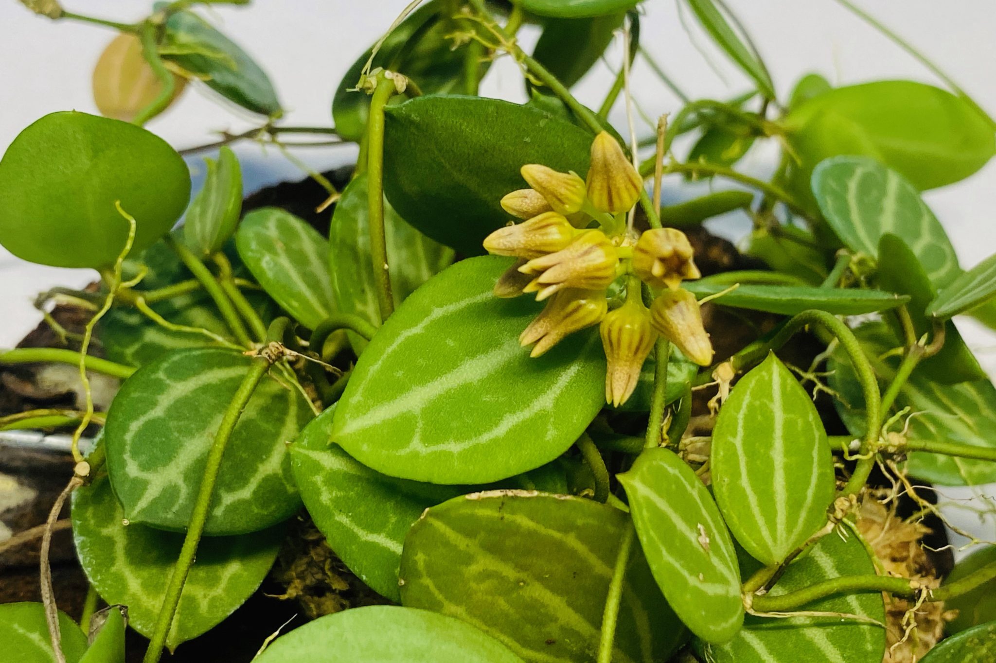 Dischidia ovata 'Watermelon dischidia' NSE Tropicals