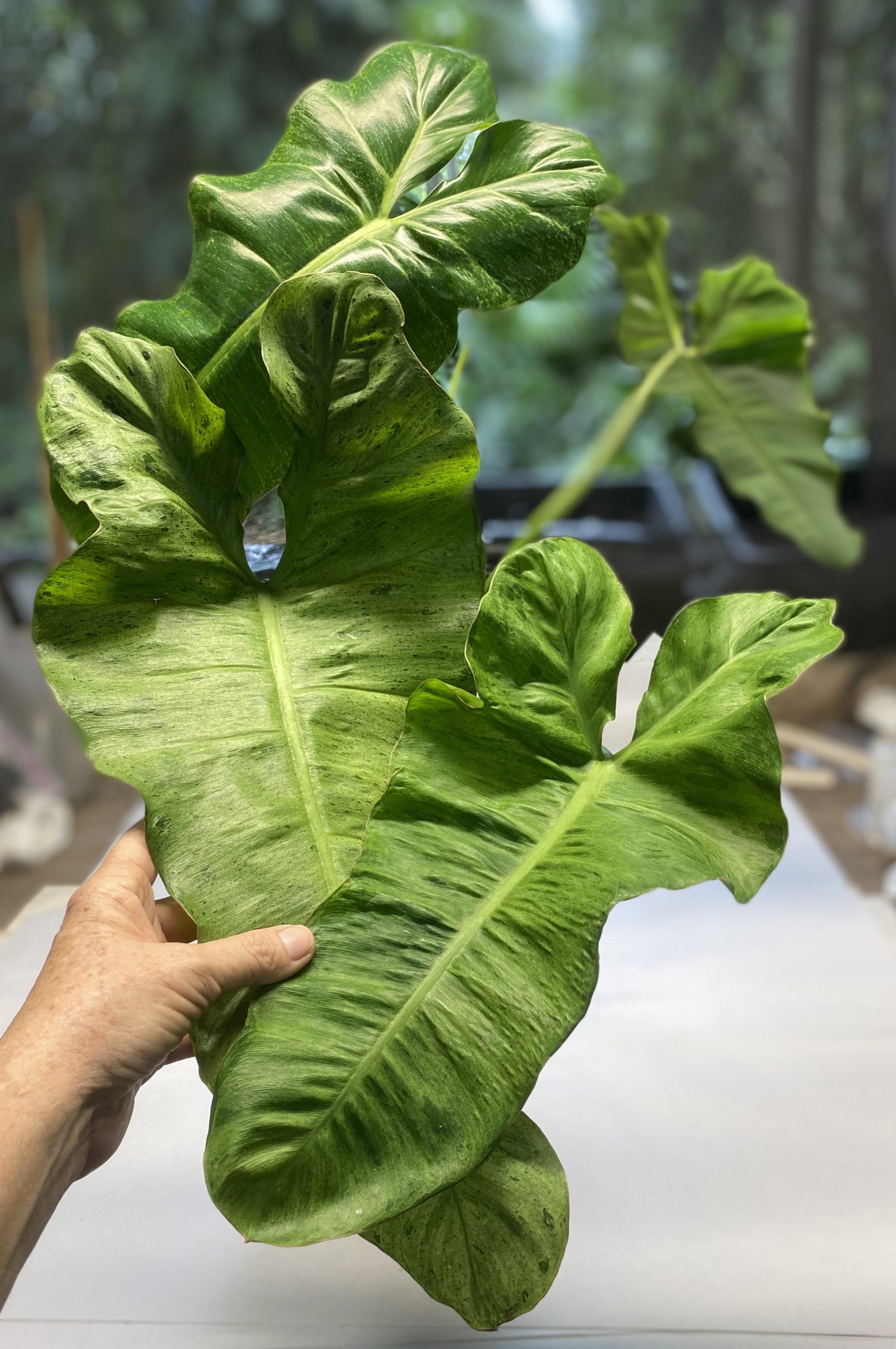 paraiso philodendron nse tropicals