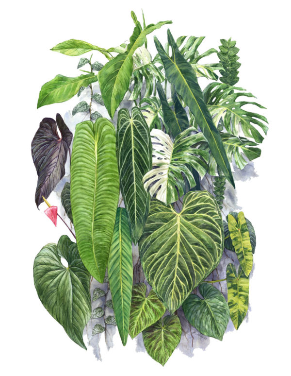 NSE Tropicals/Aaron Apsley T-shirt