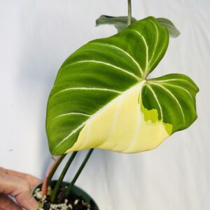 Variegated Philodendron gloriosum OG type 1