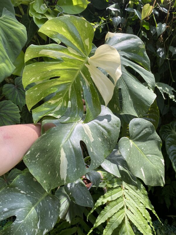 Monstera Thai Constellation