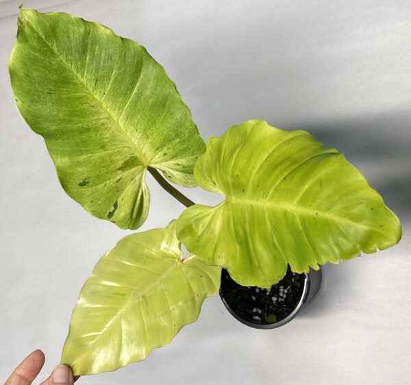 Philodendron 'Snowdrift'