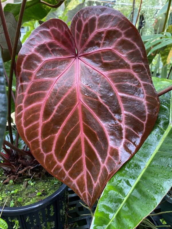 Anthurium NSE red crystallinum seedling