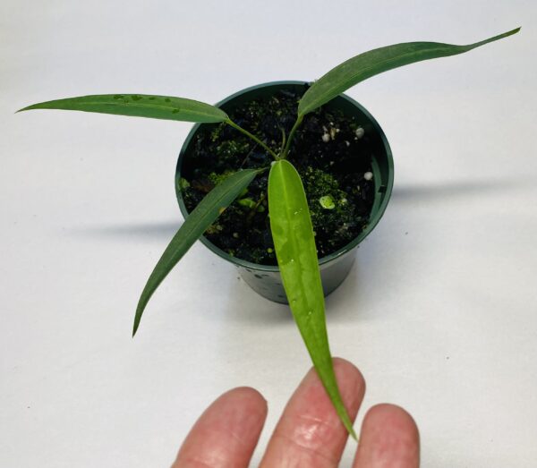 Anthurium wendlingeri seedling - Rio Gloria form - Image 2