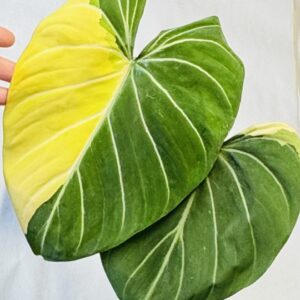 Variegated Philodendron gloriosum OG type 1